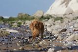 BASSET FAUVE DE BRETAGNE 055